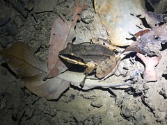 Leptodactylus mystaceus