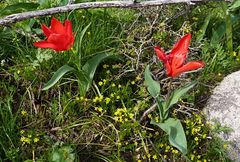 Tulipa fosteriana