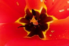 Tulipa fosteriana