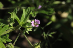 Geranium pusillum