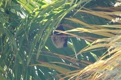 Pteropus dasymallus formosus