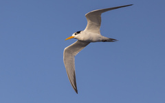 Thalasseus bengalensis