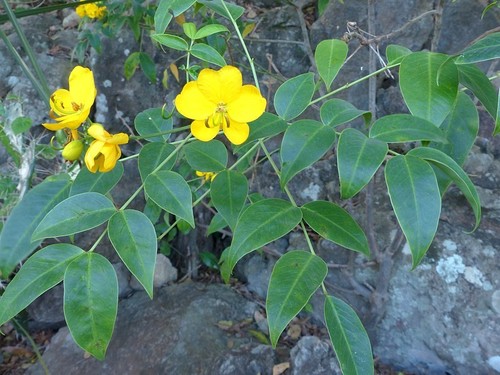 Senna ×floribunda image