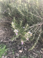 Salvia rosmarinus