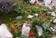 Tulipa fosteriana