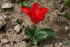 Tulipa fosteriana