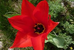 Tulipa fosteriana