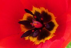 Tulipa fosteriana