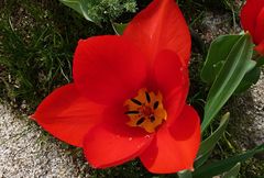 Tulipa fosteriana