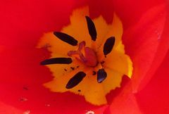 Tulipa fosteriana