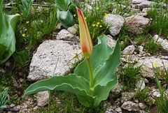 Tulipa fosteriana