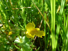 Erythranthe michiganensis