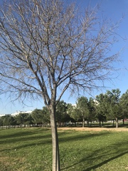 Celtis australis