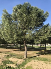 Pinus pinea