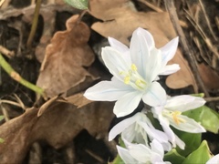 Scilla mischtschenkoana