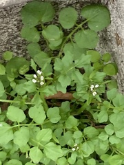 Cardamine flexuosa