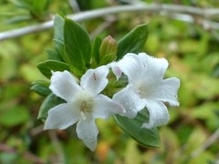 Image of Buchozia japonica