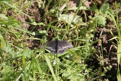 Battus polydamas psittacus