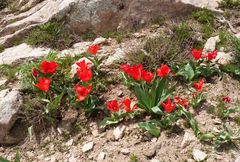 Tulipa fosteriana