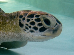 Chelonia mydas