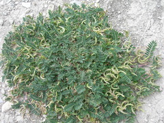 Astragalus hamosus
