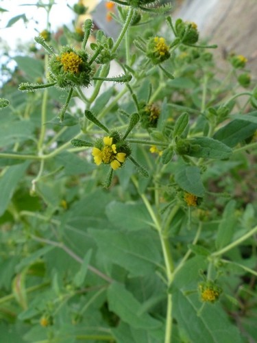 Sigesbeckia orientalis