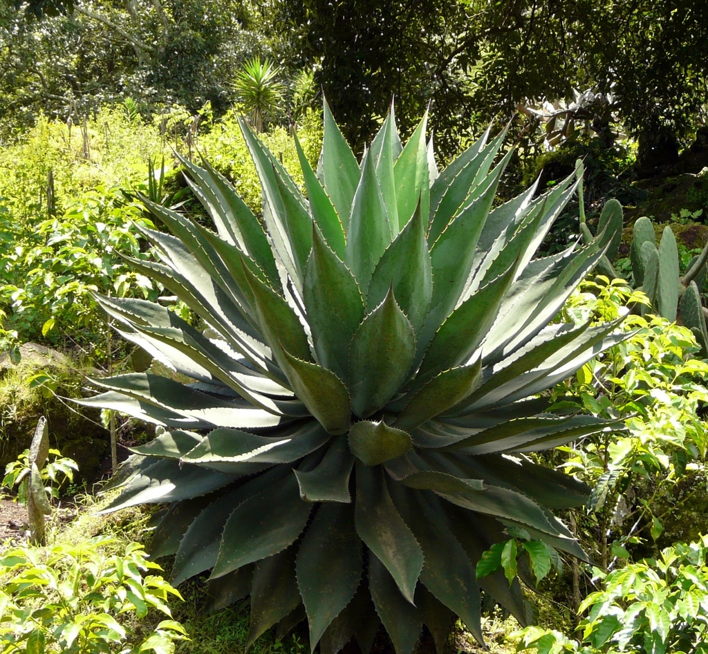 Agave hurteri