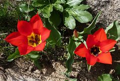 Tulipa fosteriana