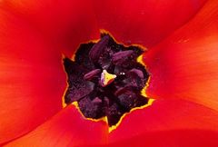 Tulipa fosteriana