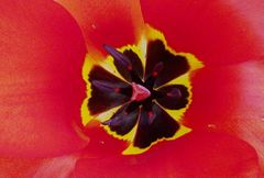 Tulipa fosteriana