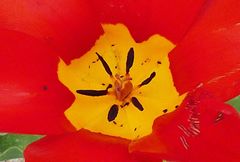 Tulipa fosteriana