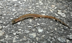 Eurycea quadridigitata