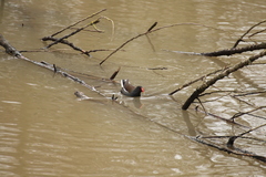 Gallinula chloropus