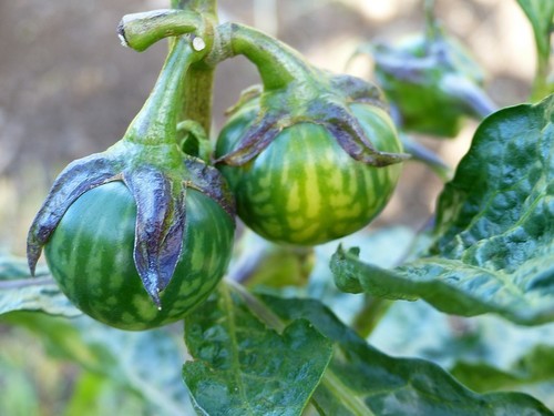 Solanum macrocarpon image