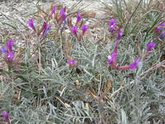 Astragalus subuliformis