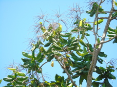 Triplaris americana