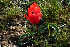 Tulipa korolkowii