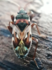 Scolopostethus thomsoni