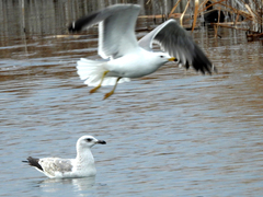 Larus armenicus