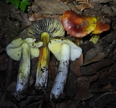 Hygrocybe