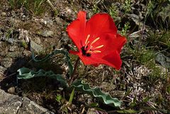 Tulipa korolkowii