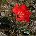Tulipa korolkowii - Photo (c) lougarou, algunos derechos reservados (CC BY-NC), subido por lougarou