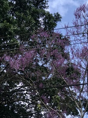 Lonchocarpus punctatus