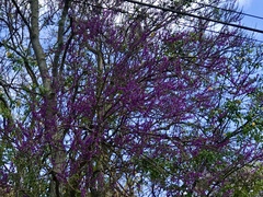 Lonchocarpus punctatus