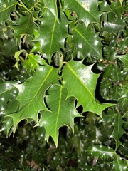 Ilex aquifolium