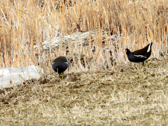 Gallinula chloropus