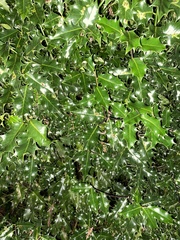 Ilex aquifolium