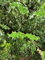 Ilex aquifolium
