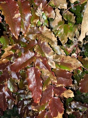 Berberis aquifolium