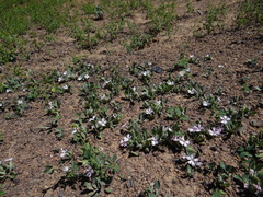 Silene hookeri
